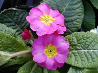 Primula